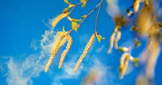 Prognoza pyłku brzozy